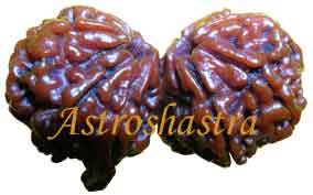Collector Rudraksh ( 9 Mukhi Gaurishanker Rudraksh