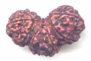 fake rudraksha beads
