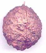 Duplicate 1 Mukhi round Rudraksha