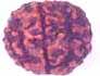 Duplicate Ek Mukhi round Rudraksha