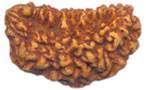 Fake One Mukhi kaju shaped Rudraksha