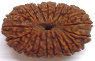 fake rudraksha beads