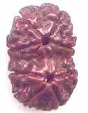 Fake One Mukhi kaju shaped Rudraksha