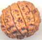 fake rudraksha beads