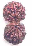Fake One Mukhi kaju shaped Rudraksha