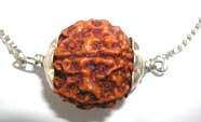 Five Mukhi Rudraksh in silver chain