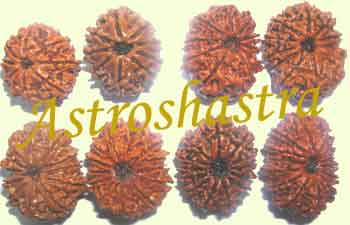 Collector Rudraksh-Set of eight collector beads i.
