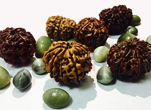 nine mukhi rudraksha