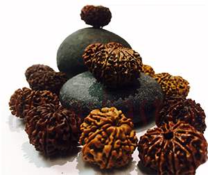 nine mukhi rudraksha