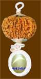 Nine Mukhi Rudraksh 
with Cat eye