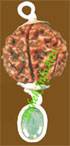Four Mukhi Rudraksh 
with Emerald 
