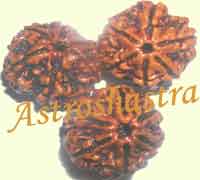 Collector Rudraksh-Set of three Six Mukhi Collecto