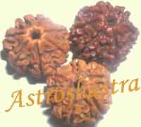 Collector Rudraksh- Set of three Seven Mukhi Rudra