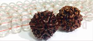 six mukhi rudraksha