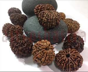 10 mukhi rudraksh emerald