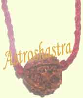 Six Mukhi Collector Rudraksh in Thread