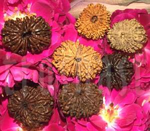Tweleve mukhi Rudraksha