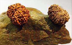 12 mukhi rudraksh emerald