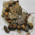 1 -14 mukhi Java Beads Mala