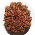 11 mukhi