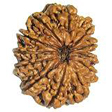 13 mukhi