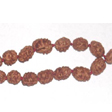 2 mukhi Java Mala