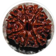7 mukhi