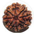 8 mukhi