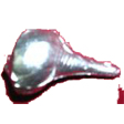 PArad Shankh