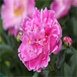 Peony flower